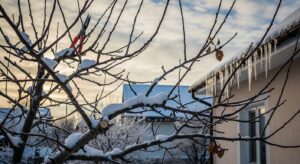 J’ignorais que couper ces branches fruitières pouvait à la fois booster la récolte de l’an prochain… et transformer la maison en décor d’hiver féérique