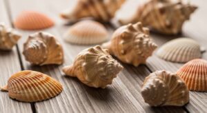 Ne jetez plus ces coquilles de fruits de mer : même sans jardin, elles règlent un problème qui vous coûte cher