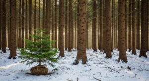Ai-je le droit de replanter mon sapin de Noël dans la forêt ? » La réponse de l&rsquo;Office national des forêts