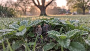 Des souris dans le jardin ? Le répulsif naturel utilisé dans les parcs